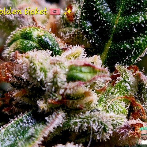 Auto Grow Cannabis group grow  #1 growlog photo: Both girls 👧 looking good, still got at least 14 days to go I predict. 