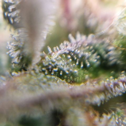 Auto Grow Cannabis group grow  #1 growlog timeline photo