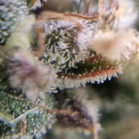 Auto Grow Cannabis group grow  #1 growlog timeline photo