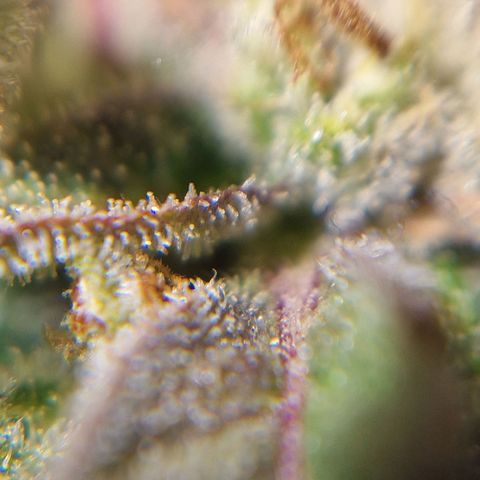 Auto Grow Cannabis group grow  #1 growlog timeline photo