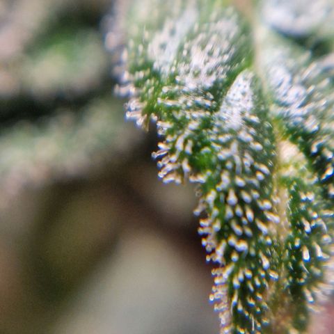 Auto Grow Cannabis group grow  #1 growlog timeline photo