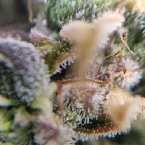 Auto Grow Cannabis group grow  #1 growlog timeline photo