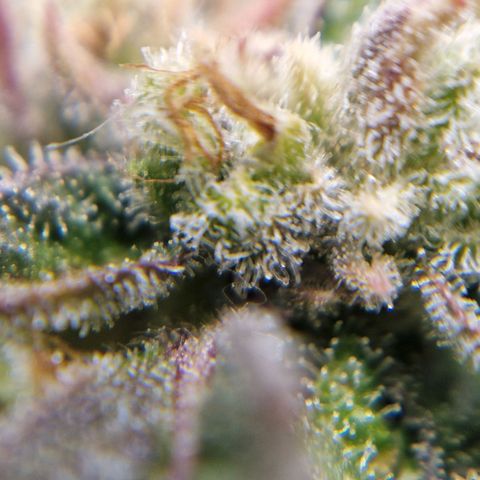 Auto Grow Cannabis group grow  #1 growlog timeline photo