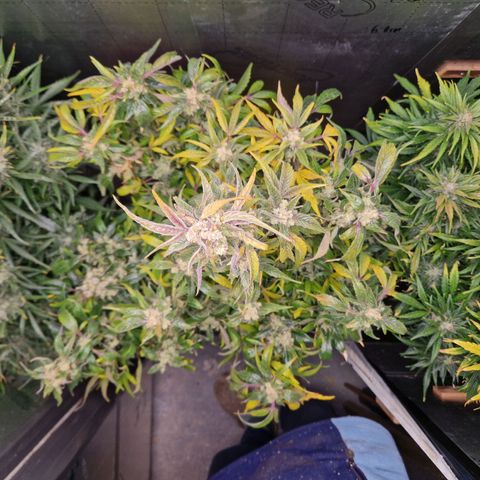 Auto Grow Cannabis group grow  #1 growlog timeline photo