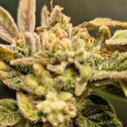 Auto Grow Cannabis group grow  #1 growlog timeline photo