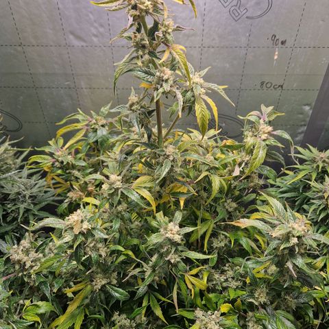 Auto Grow Cannabis group grow  #1 growlog timeline photo