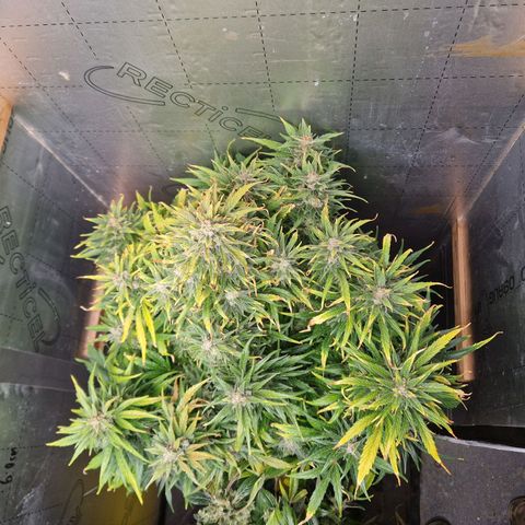 Auto Grow Cannabis group grow  #1 growlog timeline photo