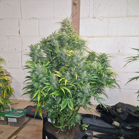 Auto Grow Cannabis group grow  #1 growlog timeline photo