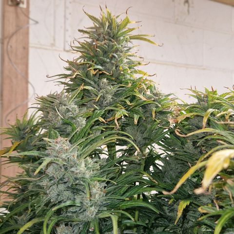 Auto Grow Cannabis group grow  #1 growlog timeline photo