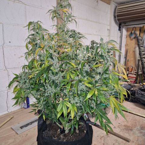 Auto Grow Cannabis group grow  #1 growlog timeline photo