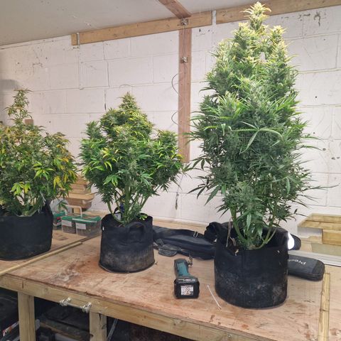 Auto Grow Cannabis group grow  #1 growlog timeline photo