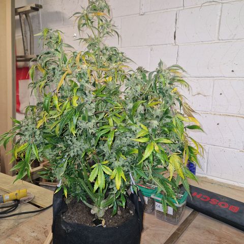 Auto Grow Cannabis group grow  #1 growlog timeline photo