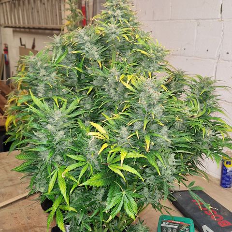Auto Grow Cannabis group grow  #1 growlog timeline photo