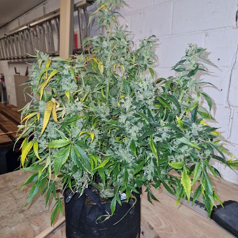 Auto Grow Cannabis group grow  #1 growlog timeline photo