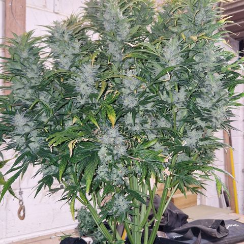 Auto Grow Cannabis group grow  #1 growlog timeline photo