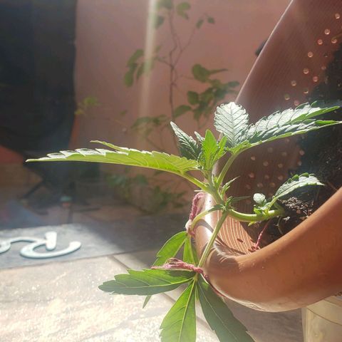King Kush growlog timeline photo