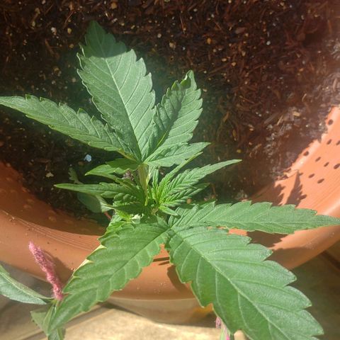 King Kush growlog timeline photo