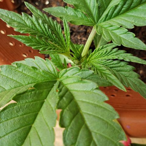 King Kush growlog timeline photo
