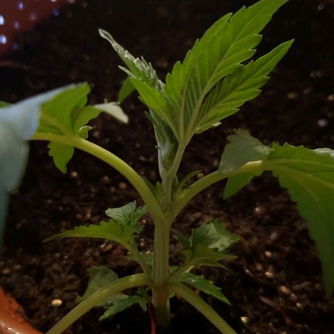 King Kush growlog photo: 4⁰no