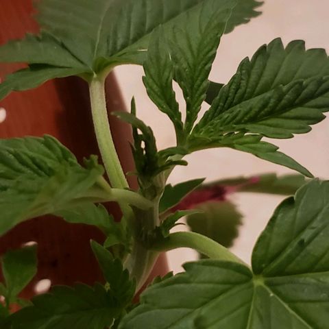 King Kush growlog photo: 4⁰no