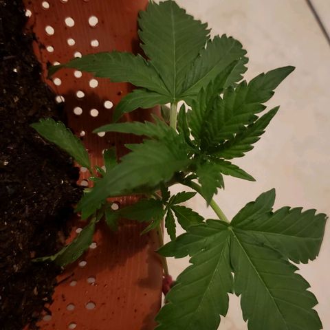 King Kush growlog photo: 4⁰no