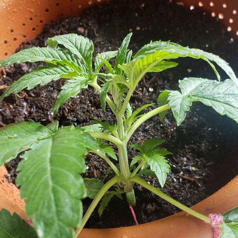 King Kush growlog timeline photo