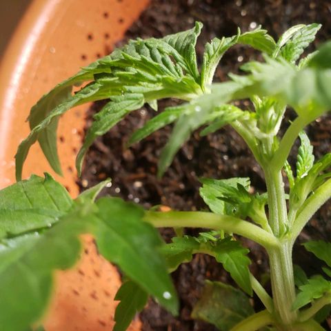 King Kush growlog timeline photo