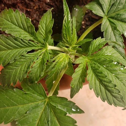 King Kush growlog timeline photo