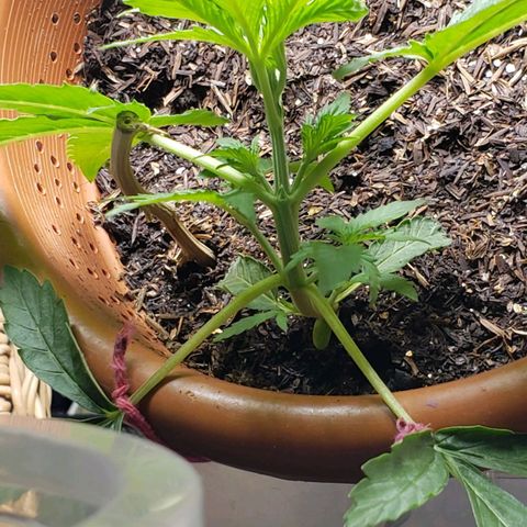 King Kush growlog timeline photo
