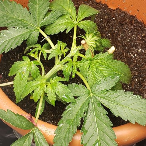 King Kush growlog timeline photo