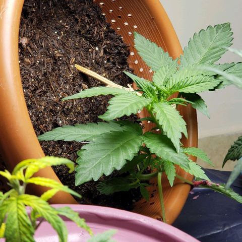 King Kush growlog timeline photo