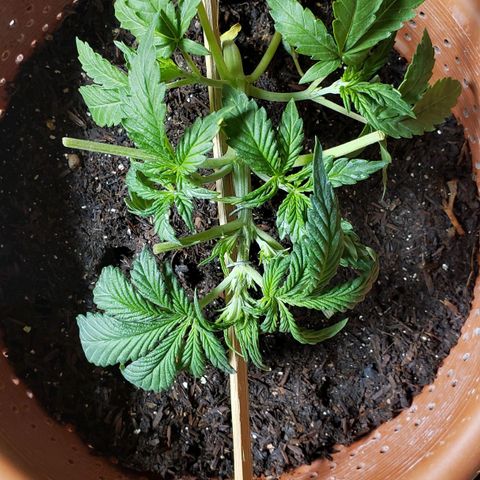 King Kush growlog photo: Desfolhação