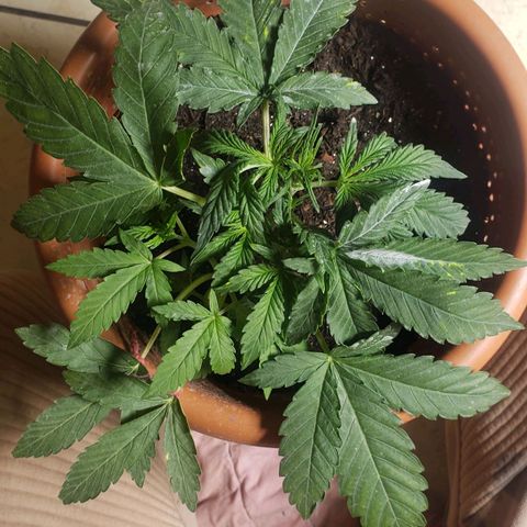 King Kush growlog photo: Desfolhação