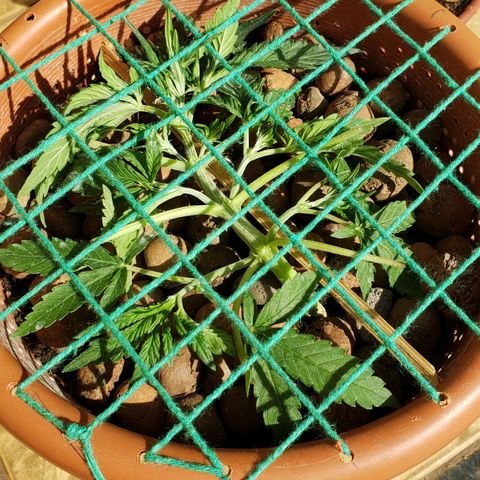 King Kush growlog photo: Scroog