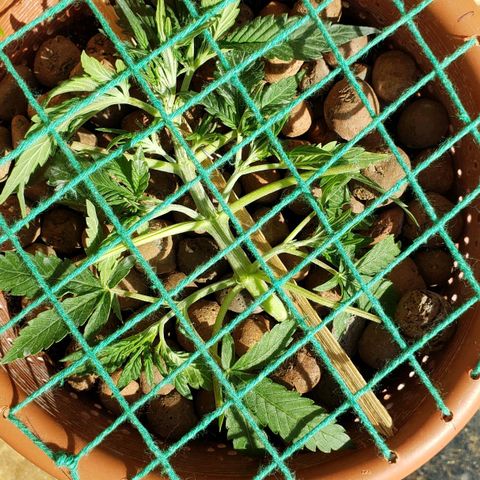 King Kush growlog timeline photo
