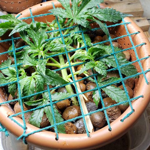 King Kush growlog timeline photo