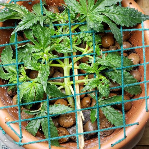 King Kush growlog timeline photo