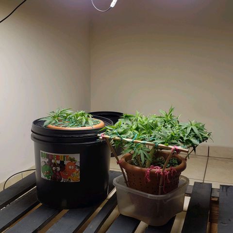 King Kush growlog photo: Popota farm