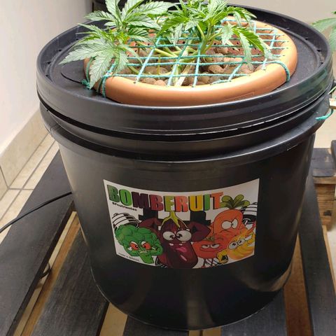 King Kush growlog timeline photo