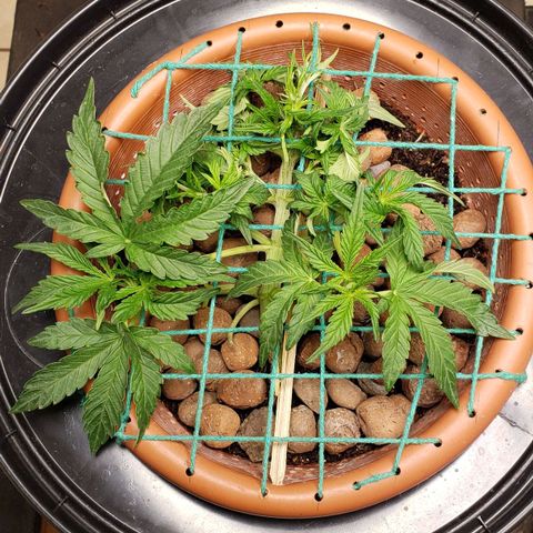 King Kush growlog timeline photo