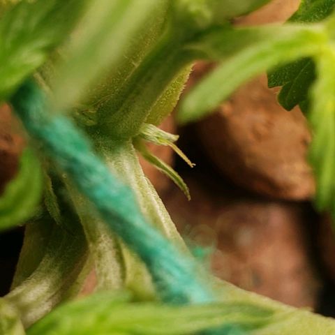 King Kush growlog photo: Início Pré-Flora