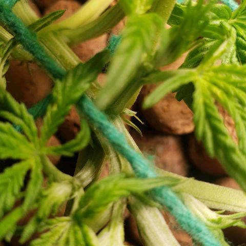 King Kush growlog photo: Início Pré-Flora