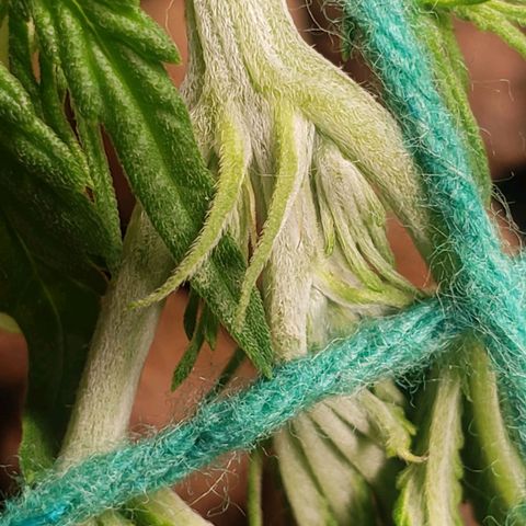 King Kush growlog photo: Início Pré-Flora
