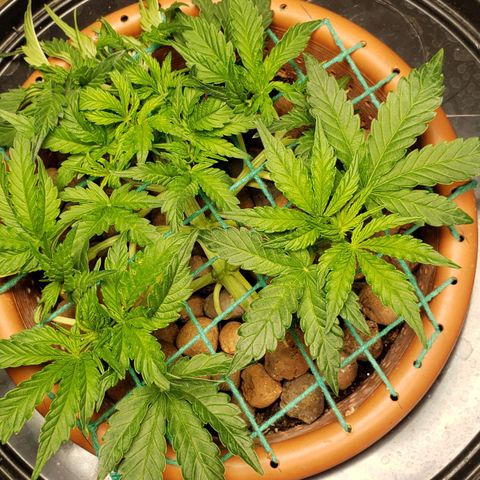 King Kush growlog timeline photo