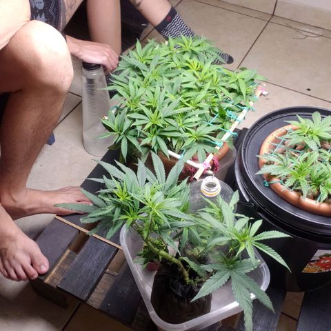 King Kush growlog timeline photo