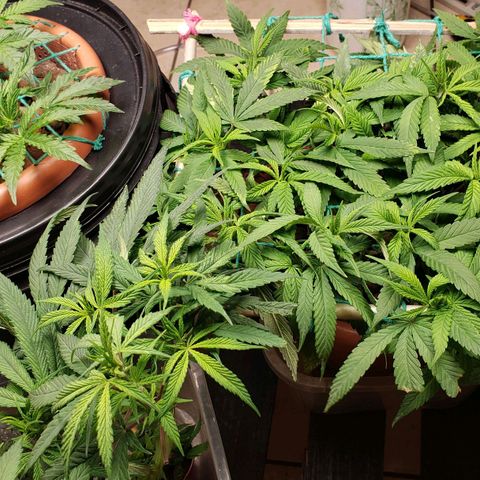 King Kush growlog timeline photo