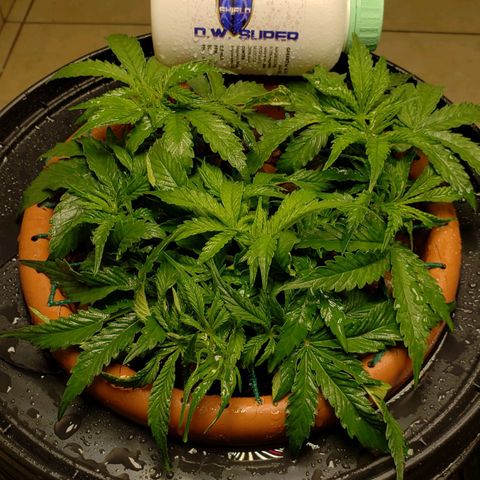 King Kush growlog timeline photo