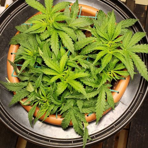 King Kush growlog timeline photo