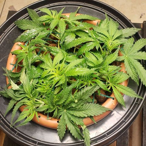 King Kush growlog timeline photo