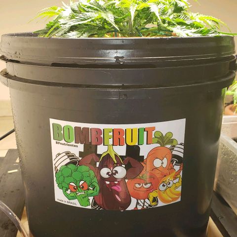 King Kush growlog timeline photo